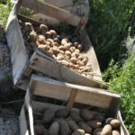 Les semences de pommes de terre